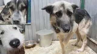 Dogs Also Cry, or A Trip to the Yakutsk Catcher