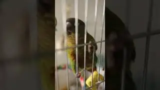 parrot talking 