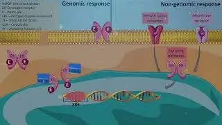 Estrogen signaling in breast cancer