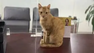 Morning cat