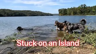 Wolfdog tries to help me