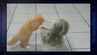 Baby Cats; Video Kompilasi Anak Kucing Menggemaskan Dan Lucu