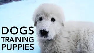 Can Guard Dogs Train Puppies?