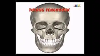 TULANG TENGKORAK