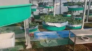 Janubiy Koreyada qulupnay yetishtirish!
