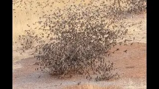 Red-billed Quelea