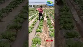 Орошение капусты| Саженцы и семена по суперпредложениям ссылка в описании