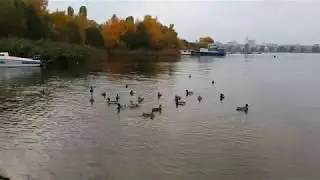 Утки собираются на юг