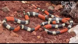 Como diferenciar cobra-coral de falsa-coral