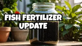 What helps my garden grow~fish fertilizer update after 8 months ~ organic gardening tip