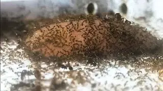муравьи carebara diversa летс плей серия 1