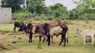 Kanchi Kuttai