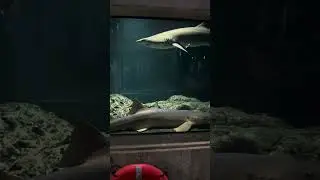 Sharks 🦈
