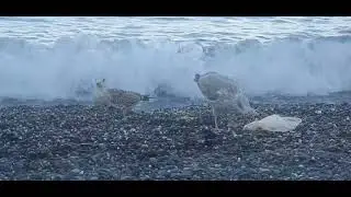 ЧАЙКИ АЛУШТА #море #пляж Calipso 19 августа