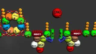 DNA Damage Response to double-stranded DNA break -- Homologous Recombination v 4.0- Full HD