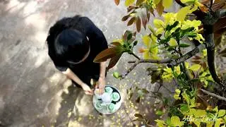 Spring Ochna blossoms are in full bloom, Tea ceremony under tree foliage. Happy Lunar New Year