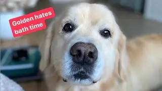 I was told not to bathe my dog anymore…