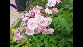 VLOG / Май / 8 серия /