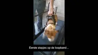 Kysha (Amerikaanse Stafford, 3 jaar) - Dierenasiel Sint-Truiden