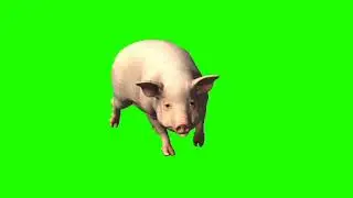 Pig 3 सूअर