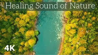 Healing Sound of Nature - 20 minutes of Harmony in the Wilderness | Remove your stress and anxiety