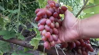 Виноград ЗОРЕНЬКА  ультра-ранний после дождя