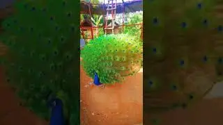 How To Make Tik Tok Natural Picock Is Video 