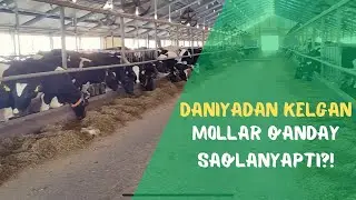 DANIYADAN kelgan mollar qanday saqlanyapti?! Kavsh qaytarishni baholash!