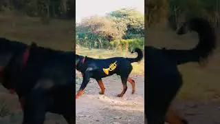 haye ni marge..🐾🐕#shortindia #shiro #rottweiler #rottweiler #tranding #dogshorts #dogsofinstagram