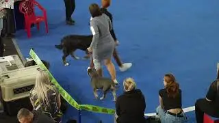 Американские булли - ВЫСТАВКА СОБАК ЗВЁЗДНОЕ ШОУ КРАСНОГО ЯРА #булли