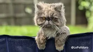 Max The Cat #cat #friends #pets #cute #animals #catlover #love