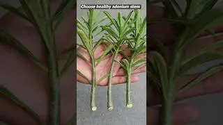 How to grow adenium from cuttings | easy way to grow desert rose 