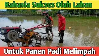 Langkah Efektif Persiapan Lahan Tanam Padi