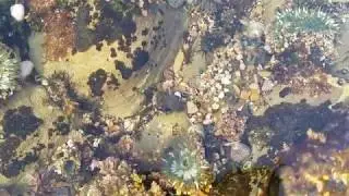 Hermit Crab Bullying Another