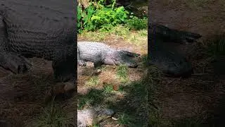 Relaxing Alligators at the Okefenokee Swamp