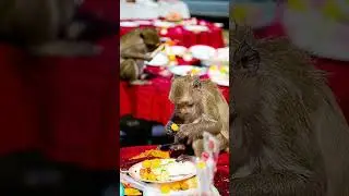 Нечеловеческий фестиваль