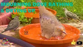 Mourning Dove Bathing & Drying up