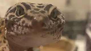 Playtime for Leopard Gecko Peanut & Slow Motion Feeding 🦎 