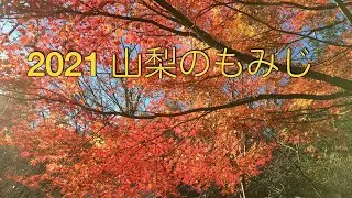 2021 山梨のもみじ
