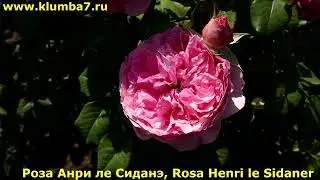 10 СОРТОВ РОЗ в розовом окрасе. Неприхотливые и стойкие сорта.