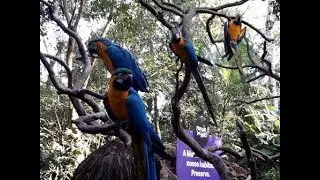 Bird Park in Foz do Iguazu Brasil