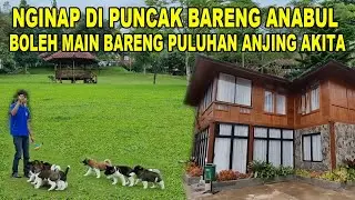 NGINAP DI VILLA PUNCAK BARENG ANABUL - BOLEH MAIN BARENG PULUHAN ANJING AKITA
