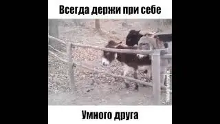 осёл умник🧐🤓