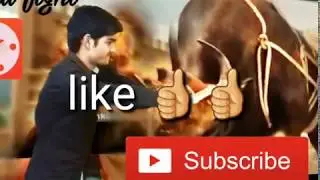 New year special 2018-19 . Bhahubali 2 bull fight.