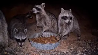 8 Hours - Wild Raccoons &  ASMR Chewing Sounds | Great Escapes