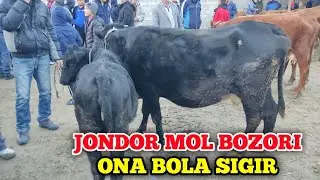 JONDOR MOL BOZORI ONA BOLA SIGIR NARXLARI 30.10.2022