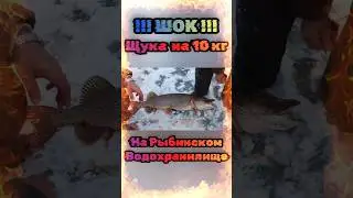 Огромная ЩУКА на 10кг на Рыбинском Водохранилище, не лезет в лунку!!!ШОК!!!