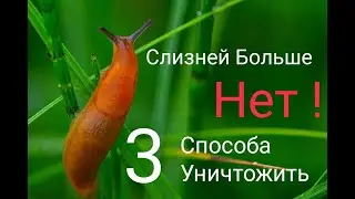 Слизни как бороться. Как бороться со слизнями эффективно.Как избавиться от слизней до конца сезона .