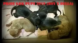 ЖИВЧИКИ !!! Вязка BOY X DELLA