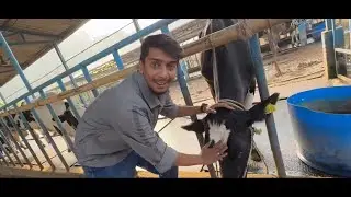 আমেৰিকা ৰ গৰু ইয়াত   Freshk farm in Assam Explored 🐄🐄